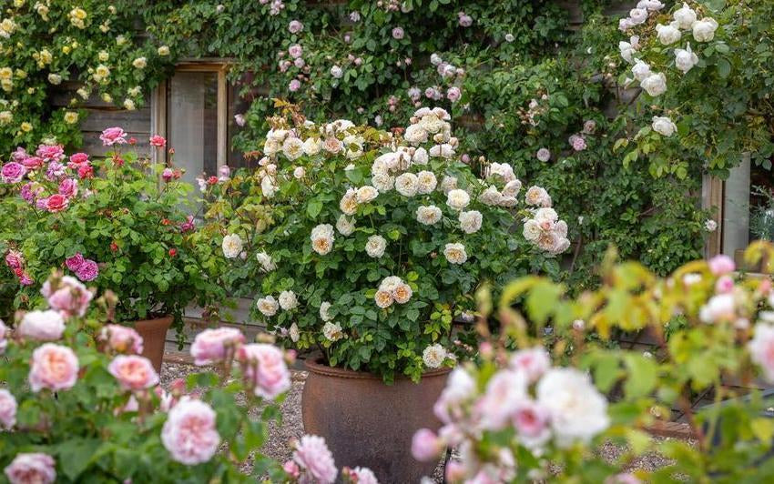 Captivating Containers: Growing Roses in Pots