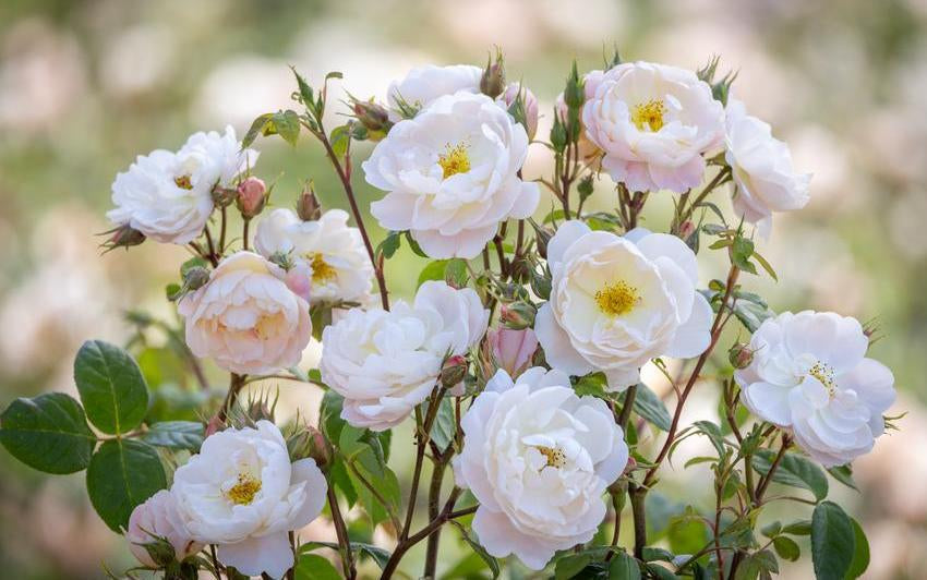 Sir David Beckham white rose bred by David Austin