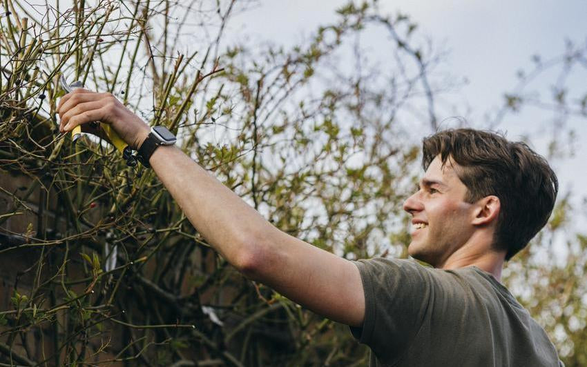 Pruning Roses In April? Here's What You Should Know First