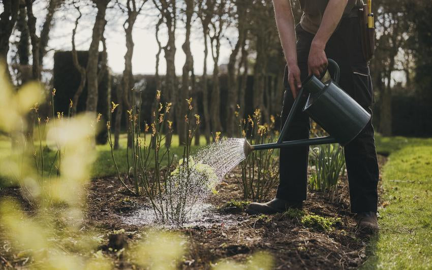 Give Your New Roses the Best Start: Caring for Bare Root Roses Planted Later in the Season