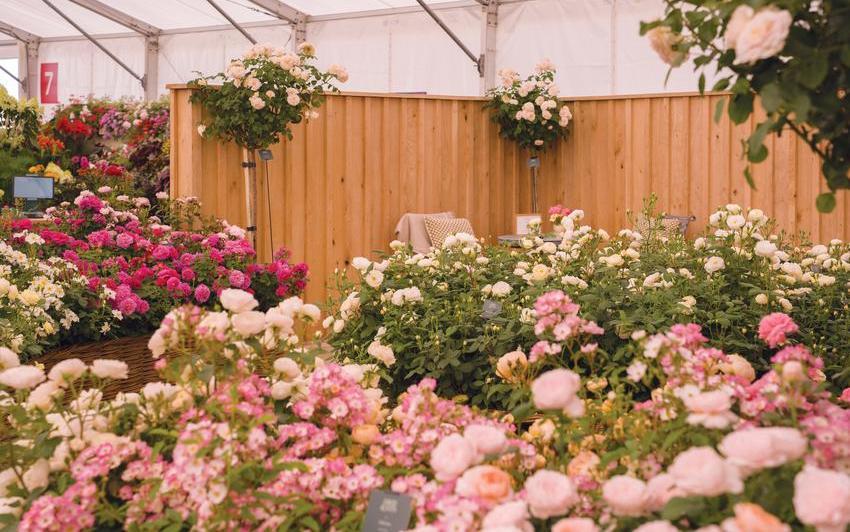 Highlights from RHS Badminton Flower Show 2026