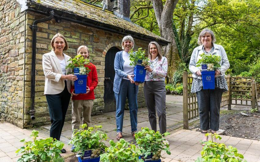 A Living Tribute: Planting Nye Bevan® (Auspital) to honour the NHS and its founder