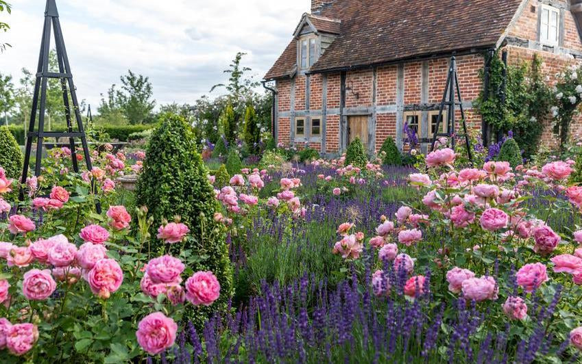 Create A Cottage Garden With English roses