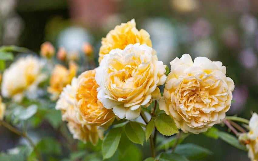 Bring Me Sunshine® a yellow orange English rose