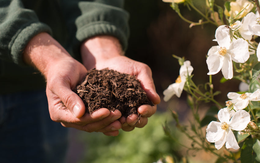 Growing Beautiful Roses, Without Peat