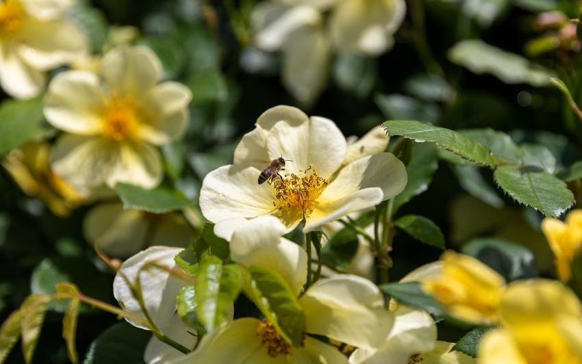 Tottering by gently yellow rose bred by David Austin with a bee
