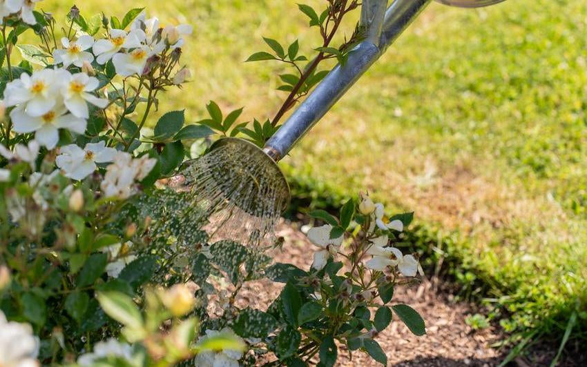 Person watering Kew Gardens white rose bred by David Austin
