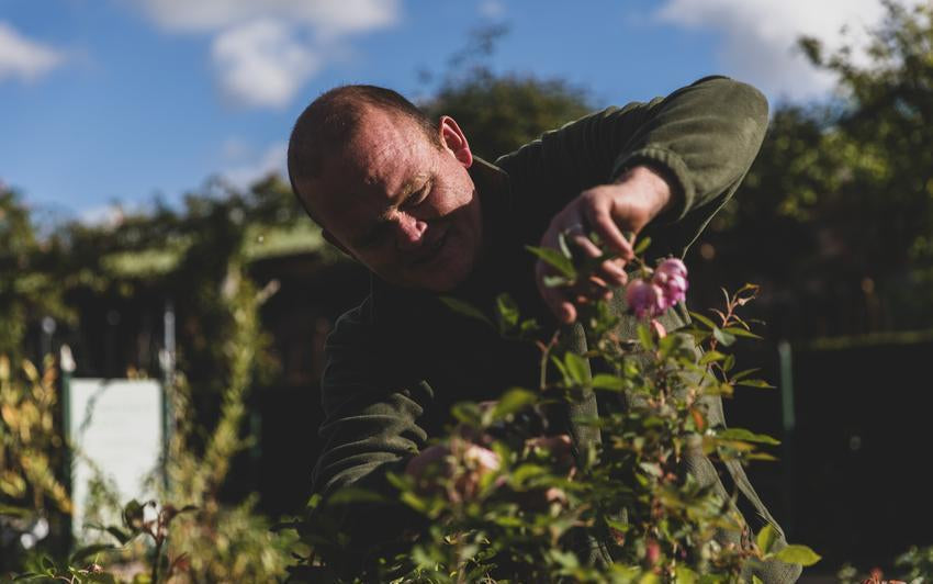 Man deadheading a English rose by David Austin Roses