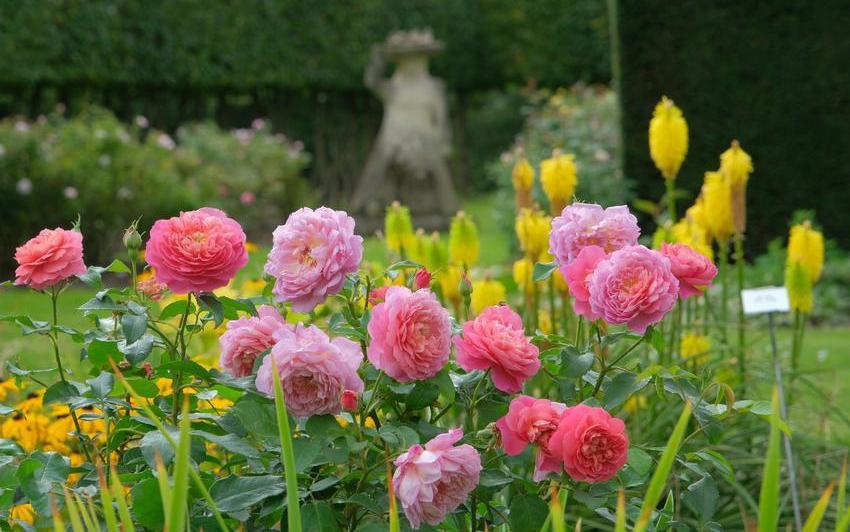 One Year On: Emma Bridgewater® (Ausb44a16) - from Chelsea to your garden