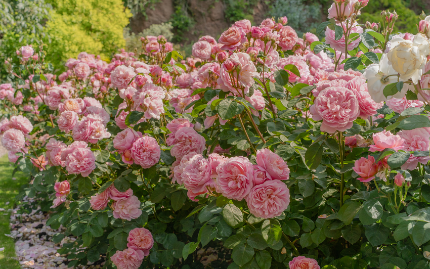 Eustacia Vye - beautiful pink shrub rose, basking in sun