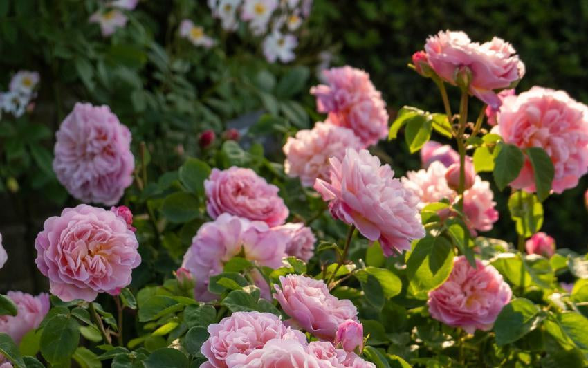 Eustacia_Vye pink shrub rose bred by David Austin