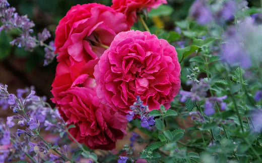 Get to Know - Gabriel Oak®