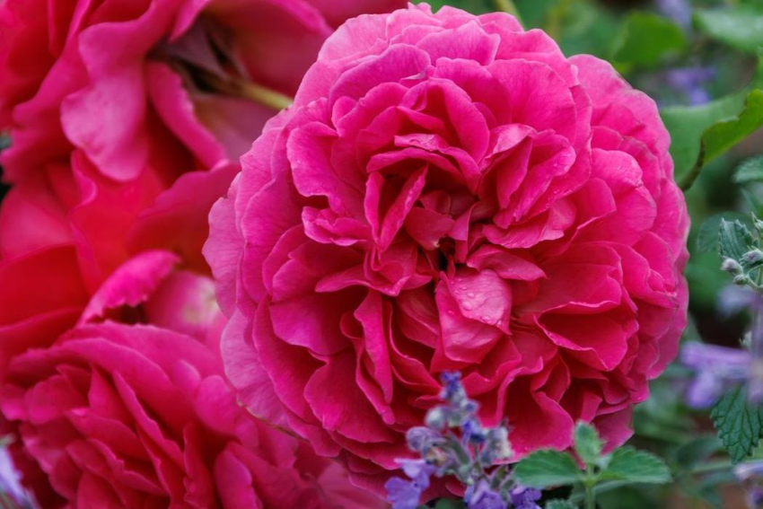 A Love Letter To Roses: Tales Of Love Through The Ages