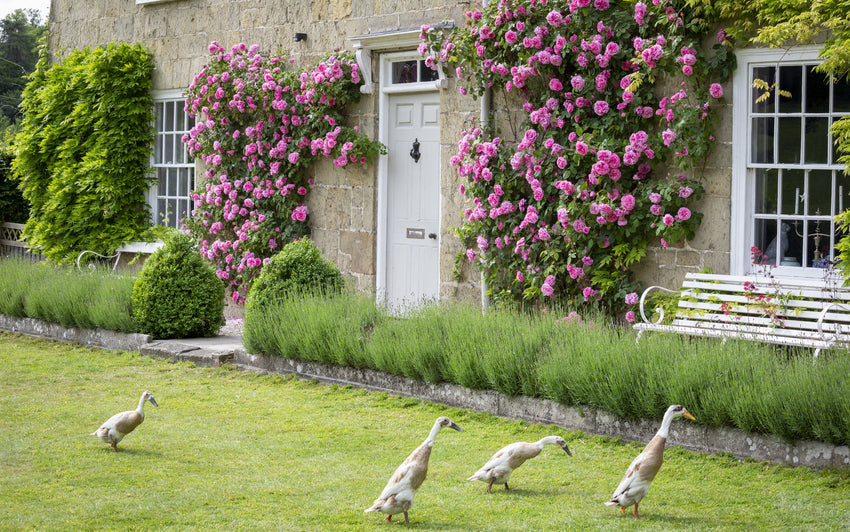 Gertrude Jekyll® (Ausbord): The World's Favourite Rose | David Austin