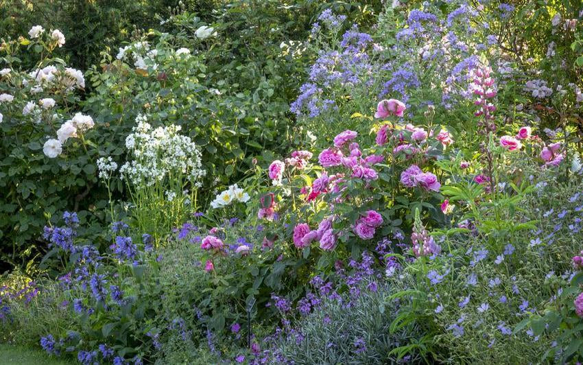 Gertrude Jekyll & Constance Spry: Women Who Shaped Gardens and Roses