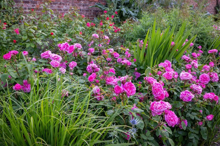 Gertrude Jekyll rose bred by David Austin in a mixed border