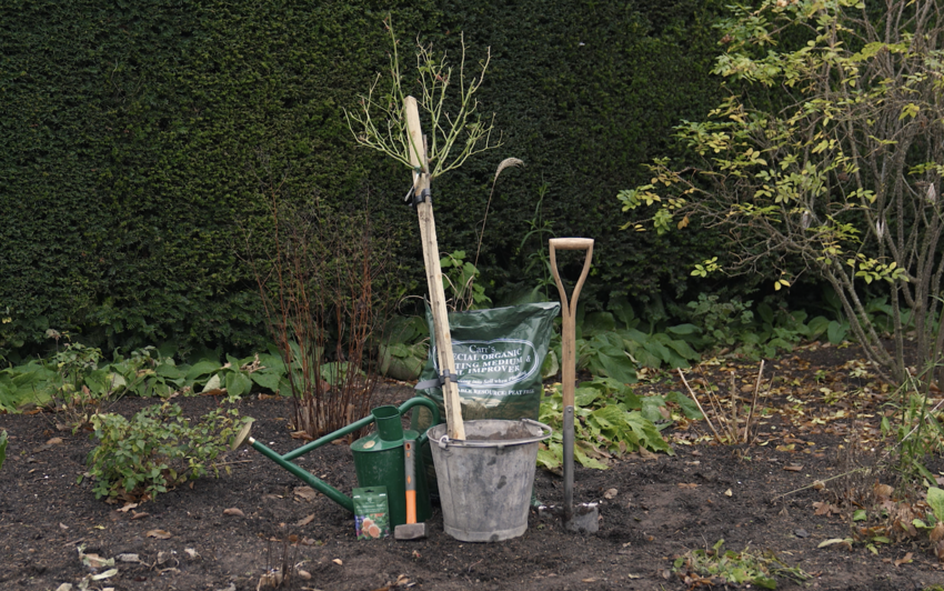 Bare root rose from David Austin in a bucket of water ready to be planted