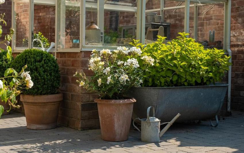 How to Create a Cottage Garden in Containers