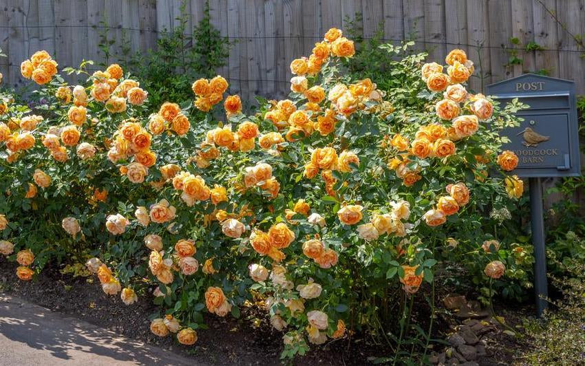 Apricot & Orange Colour Schemes