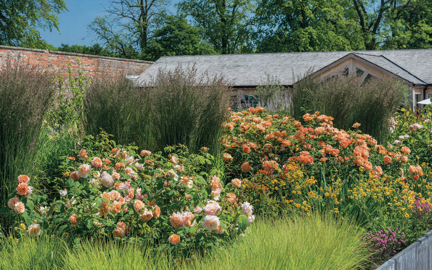 Lady of Shalott Orange English rose bred by David Austin in a garden