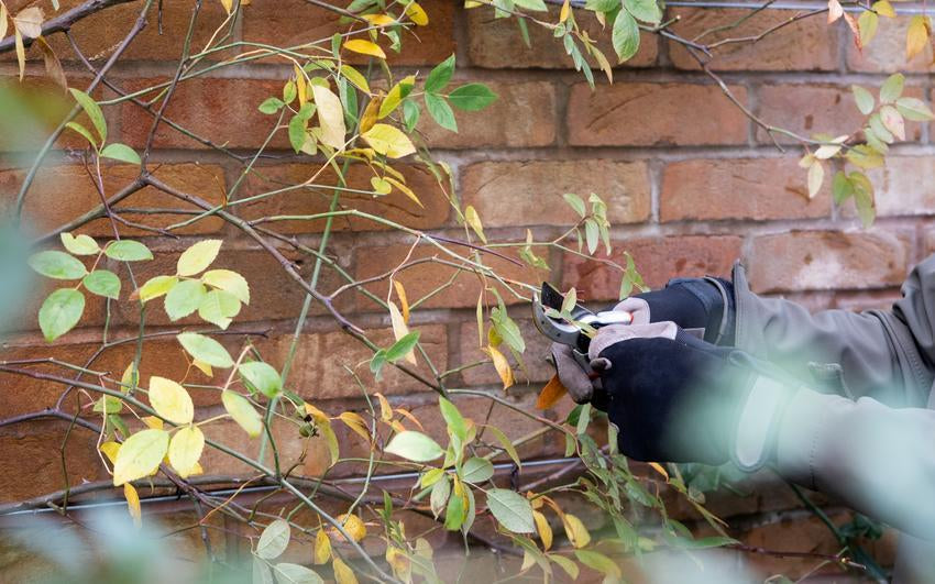 How to Prune Your English Climbing Rose