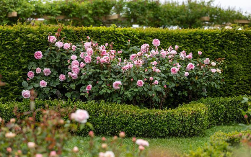 Using Olivia Rose Austin® (Ausmixture) In Cottage, Modern And Formal Gardens