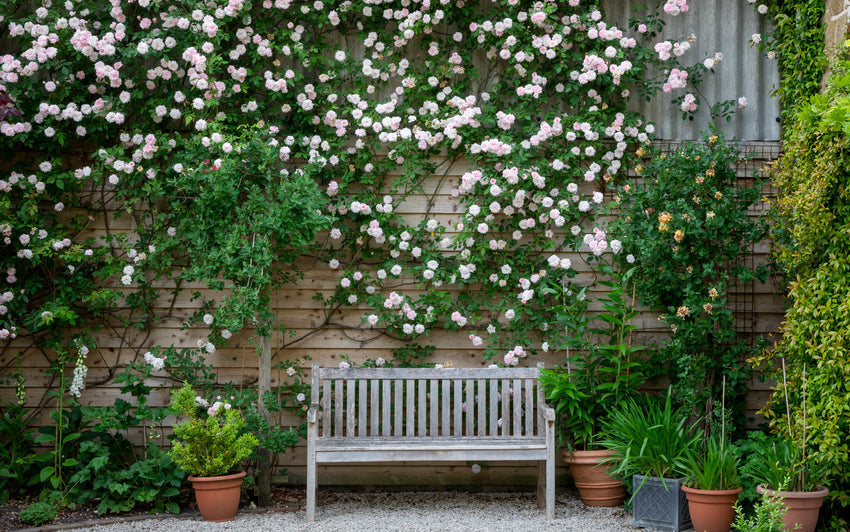 Creating Living Walls with Climbing and Rambling Roses