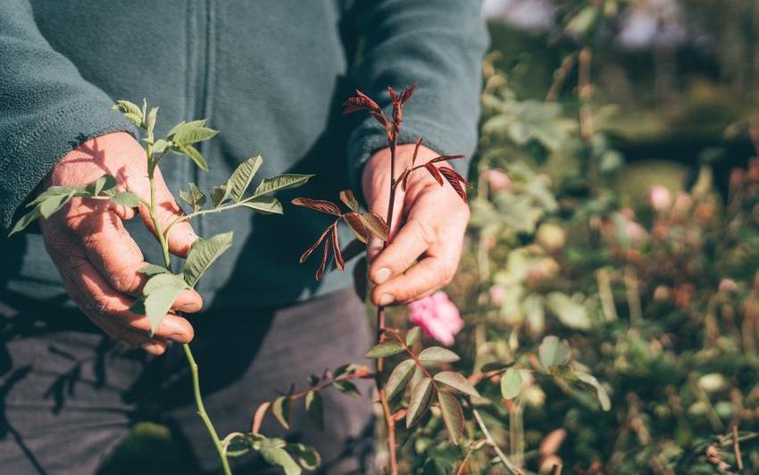 Man holding a rose sucker, comparing it with a normal rose shoot.