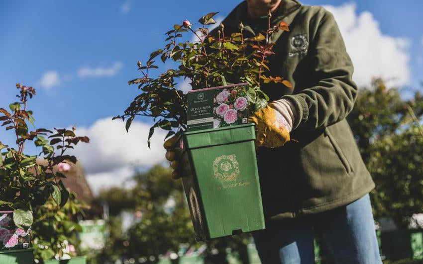 Your Guide To Planting a Potted Shrub Rose