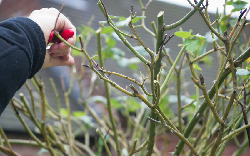 Person pruning a English standard tree rose