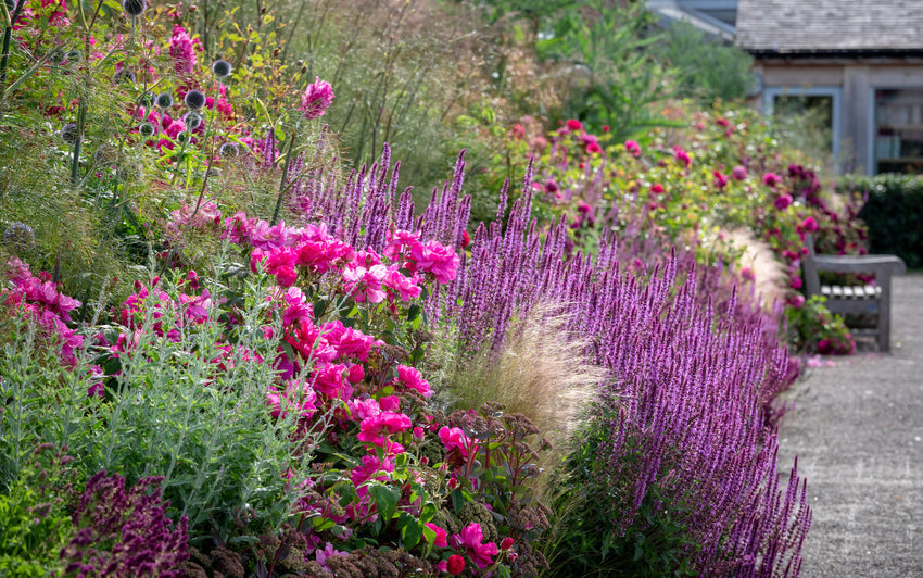 Rosa Gallica Officinalis: The apothecary’s rose in Shakespeare’s garden