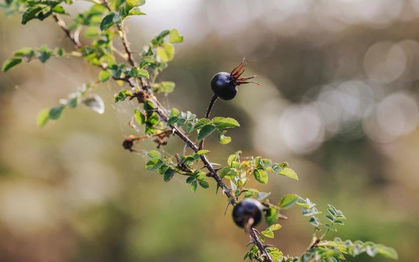 A Rose for Burns Night: Rosa spinosissima and the Soul of Scotland