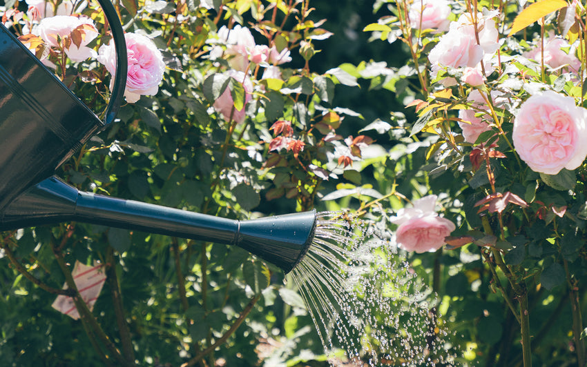 Watering can image of watering the English Shrub Rose, Eustacia Vye, by David Austin