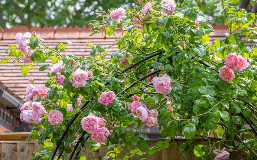 Strawberry hill pink climbing rose bred by David Austin up an arch