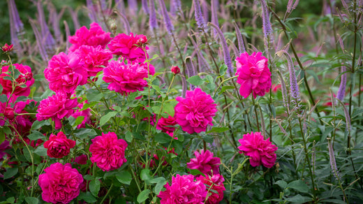 Thomas à Becket® (Auswinston): The rose with a connection to Canterbury Cathedral