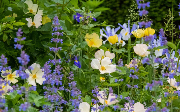 A Year With Roses: Seasonal Goals For Your Garden