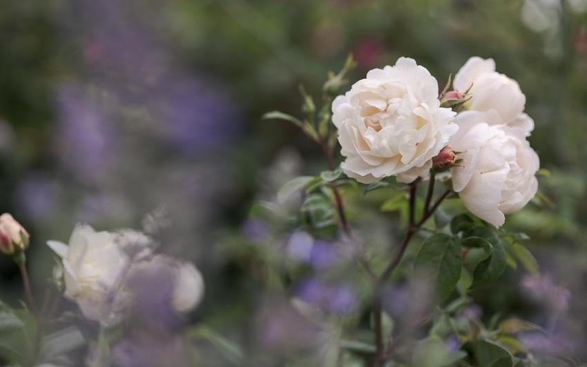 Roses in the Shadow: English Roses for Shaded Spots