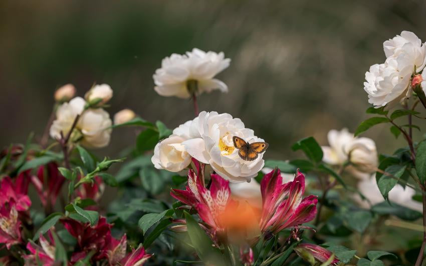 Sir David Beckham white rose bred by David Austin