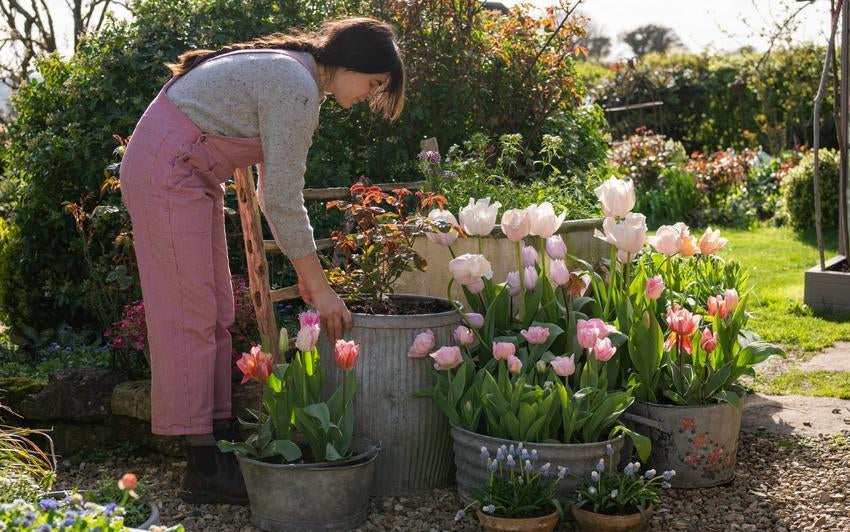Demystifying the Rose: Why Anyone Can Grow Them