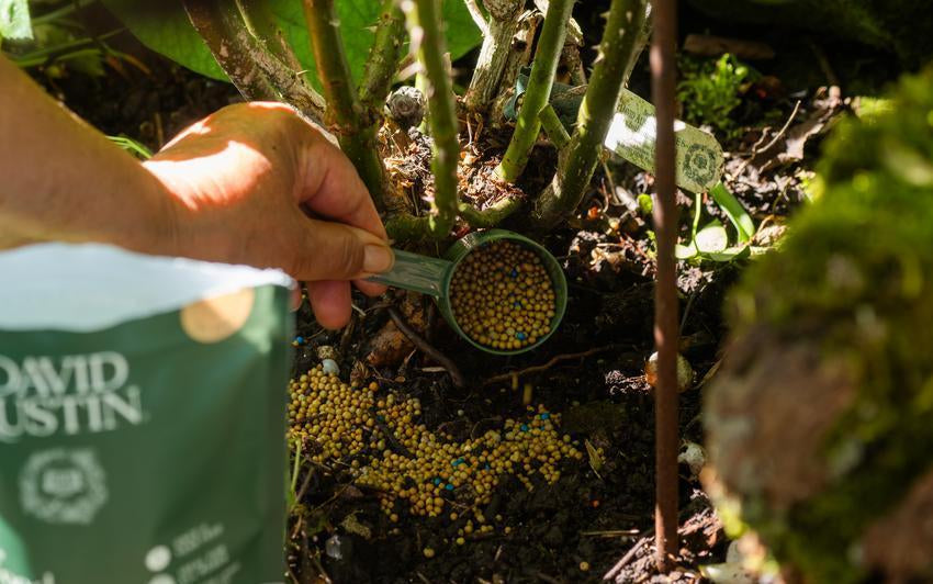 Rose Feeds Explained: Choosing and Using the Right Feed for Your English Roses