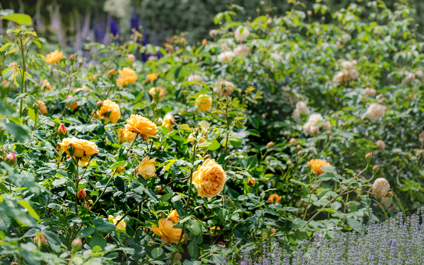 Golden Celebration (Ausgold)