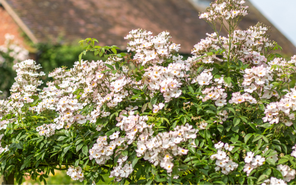 Rambling Rose Duos To Transform Your Outdoors