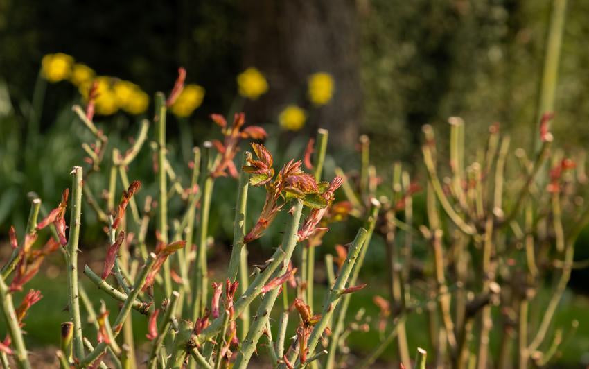 Caring For Your Garden From The Ground Up: The lasting benefits of mulching