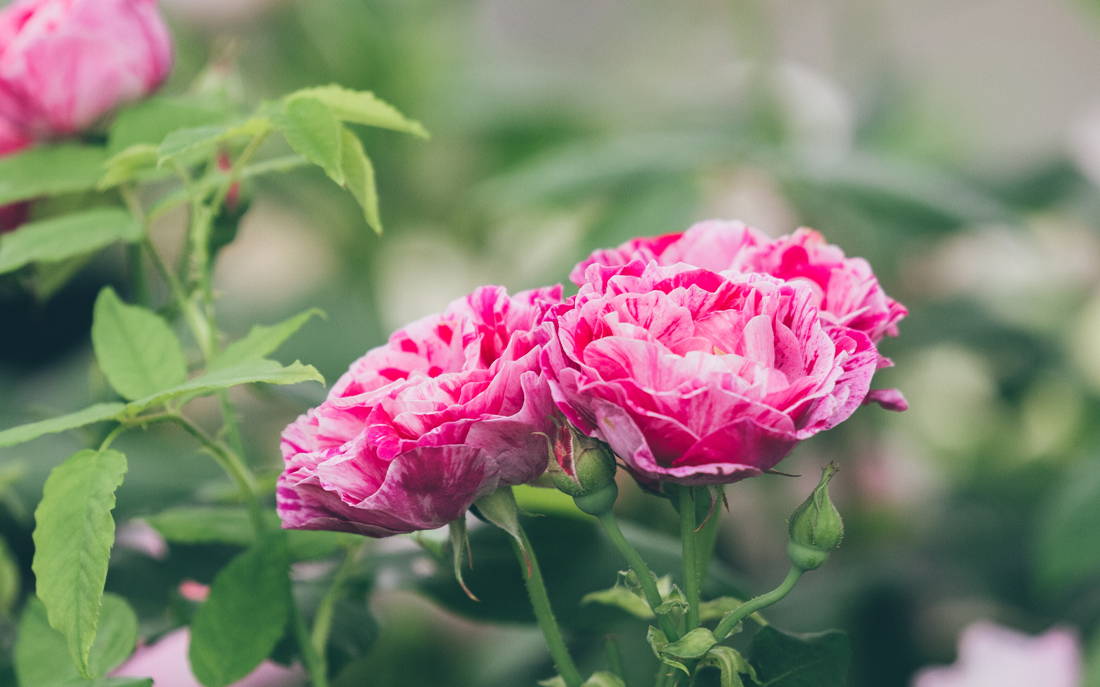 The Basics of Growing Roses