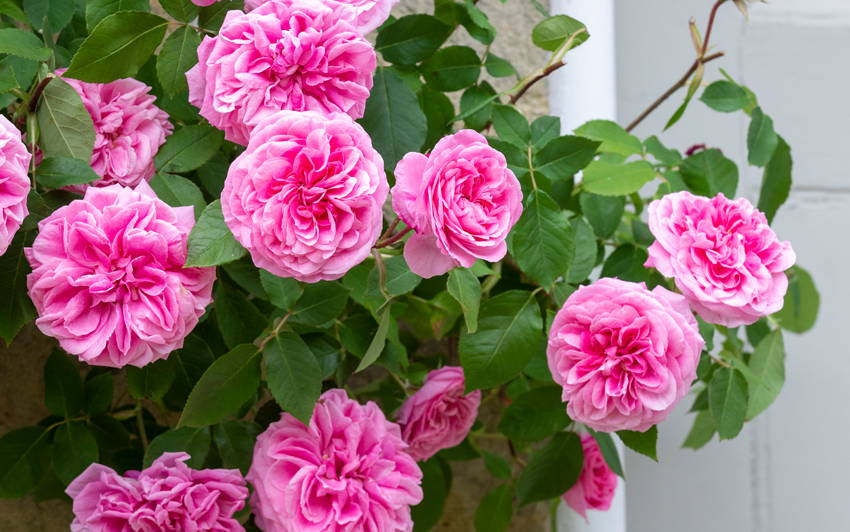 A Closer Look At Rosa 'Gertrude Jekyll'