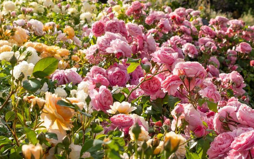 From Our Garden to Yours: Introducing Dannahue® and Penelope Lively®