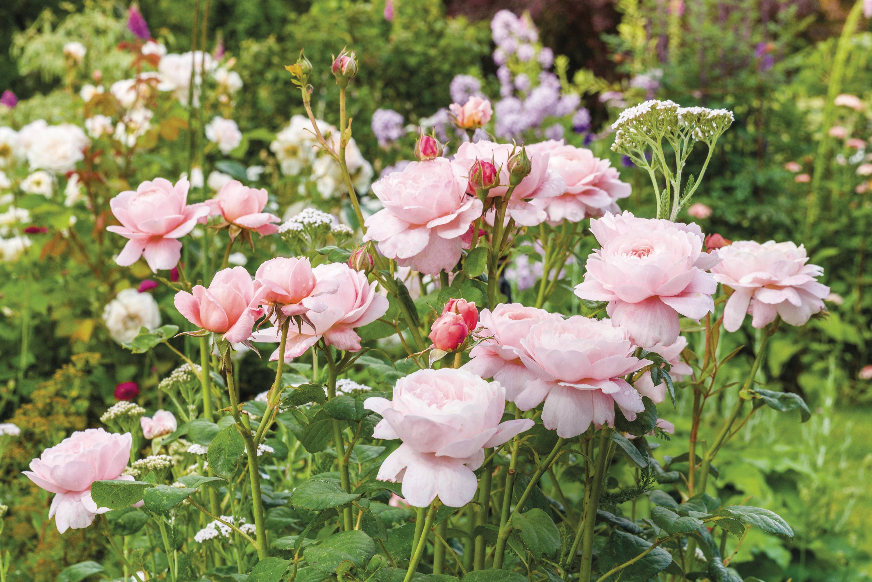 Reaching Milestones: Our rose anniversaries