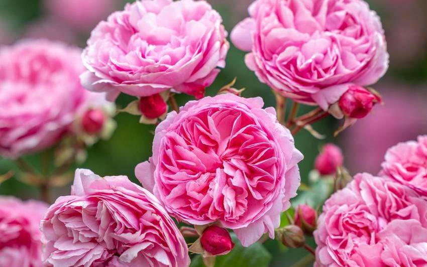 Delicate Blooms, Enduring Beauty - discover Penelope Lively®