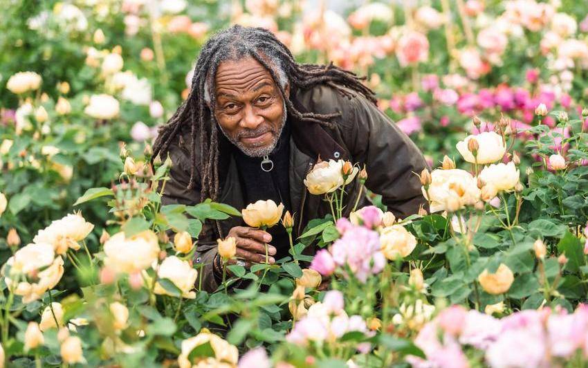 Welcoming Dannahue: The newest bloom in our English rose family