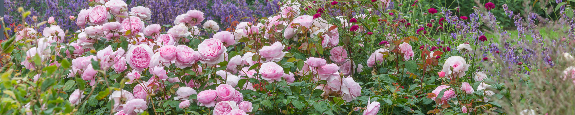 Olivia Rose Austin - highly recommended roses